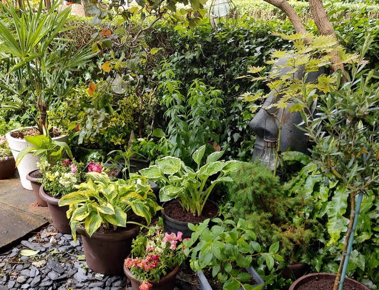 Perennials in pots